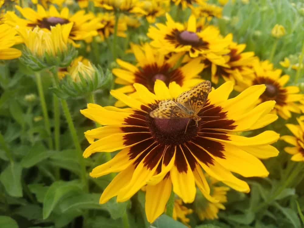 butterfly feature