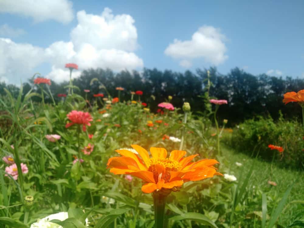 fields feature