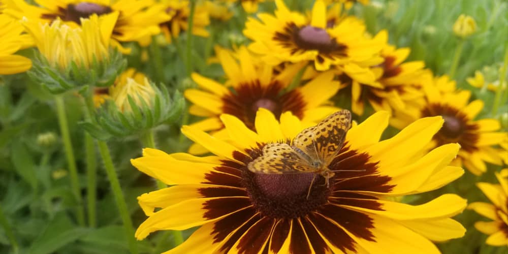 sunflower flower csa