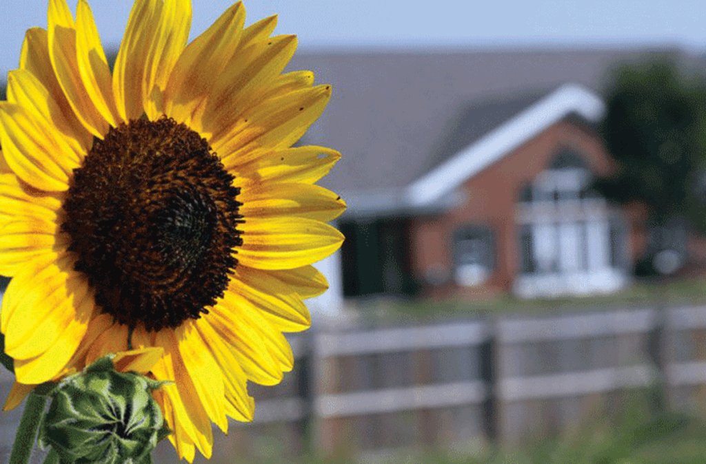 sunflower in front of shelter