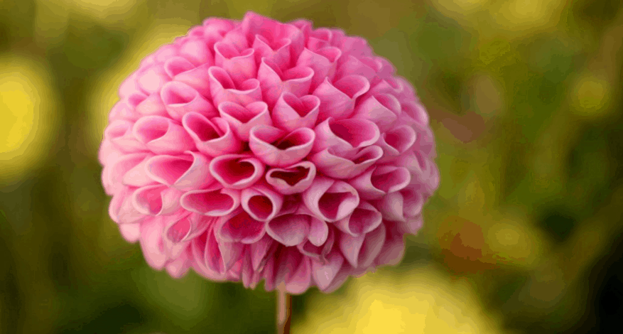 pink flower with petals shaped like hearts