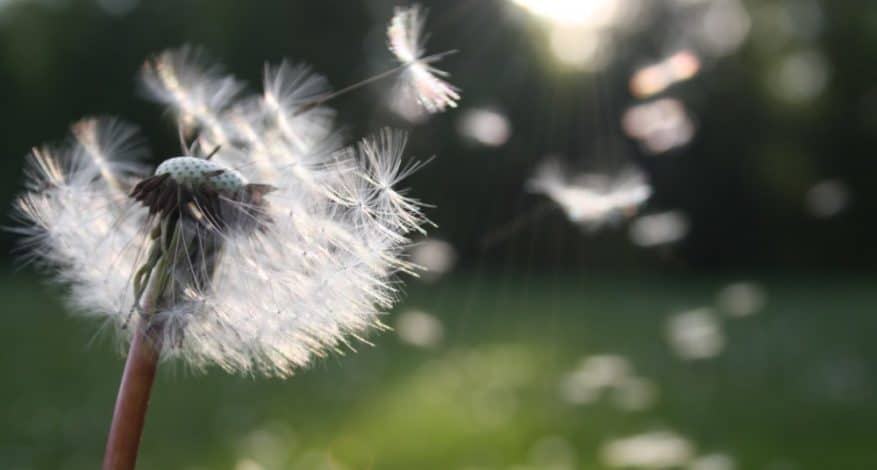 Dandelion in sunlight