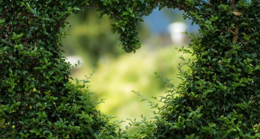 heart cut out of bush