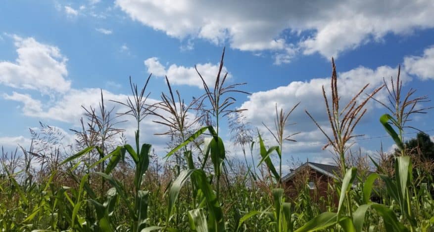 corn and sky