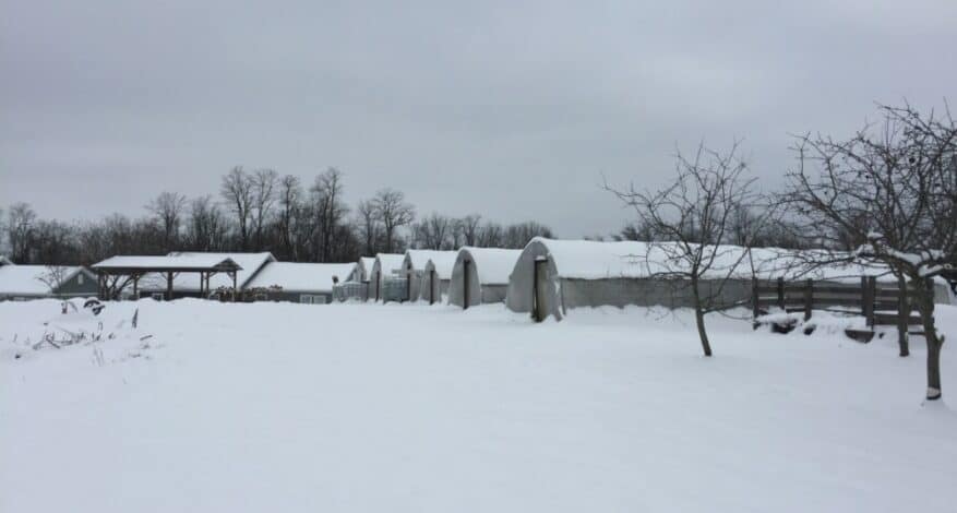 snowy farm