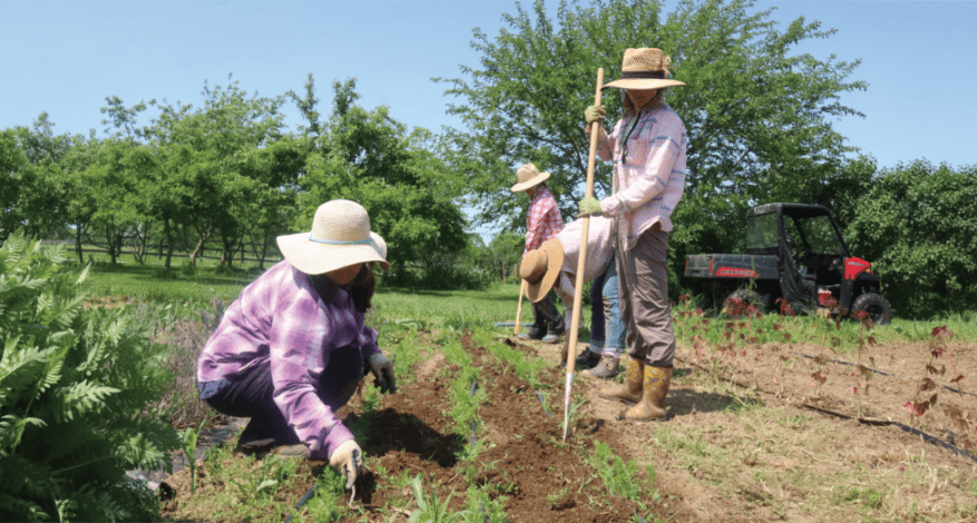 four farmers harvesting