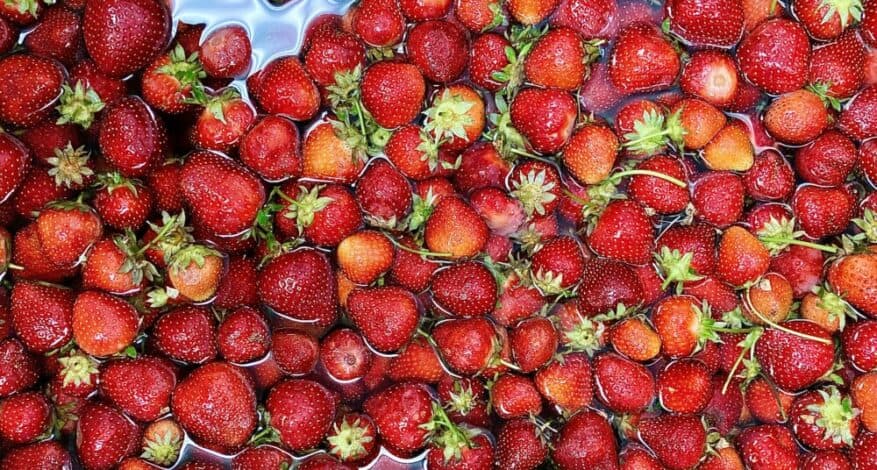 strawberry harvest from farm