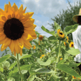 sunflower field with person in hat standing up