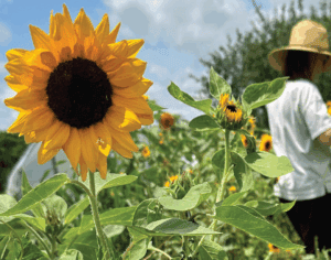 sunflower field with person in hat standing up