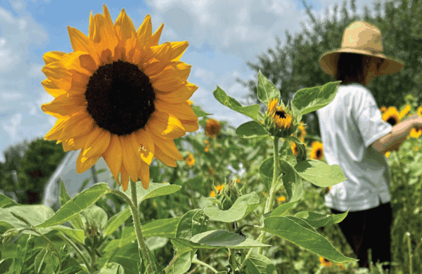 sunflower field with person in hat standing up