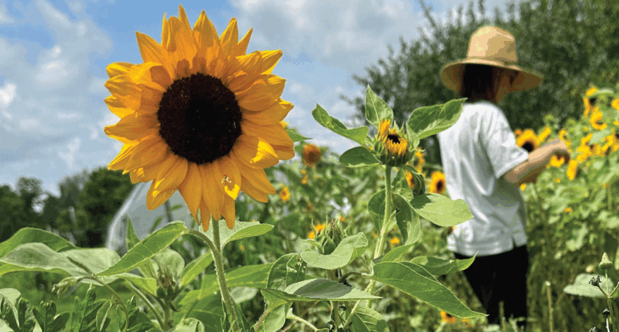 sunflower field with person in hat standing up